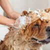 Holistapet: CBD Shampoo For Dogs - 200mg